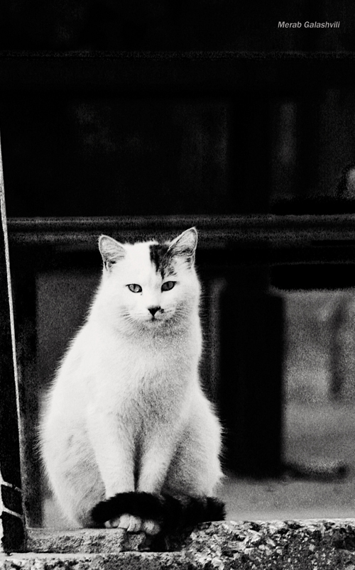 ფოტოგრაფი, რომელიც ადამიანების გადაღებაზე უარს აცხადებს Rating